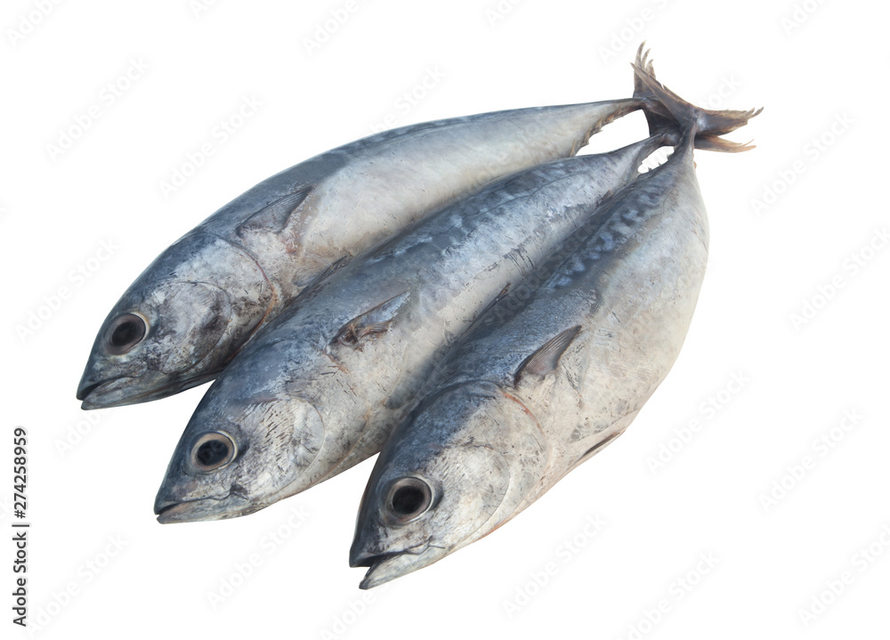 Three bullet tuna fish or frigate mackerel isolated on white background,  Auxis rochei Stock Photo