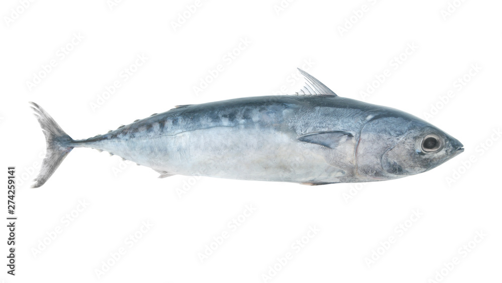 Bullet tuna fish isolated on white background, Auxis rochei Bullet tuna fish isolated on white background, Auxis rochei