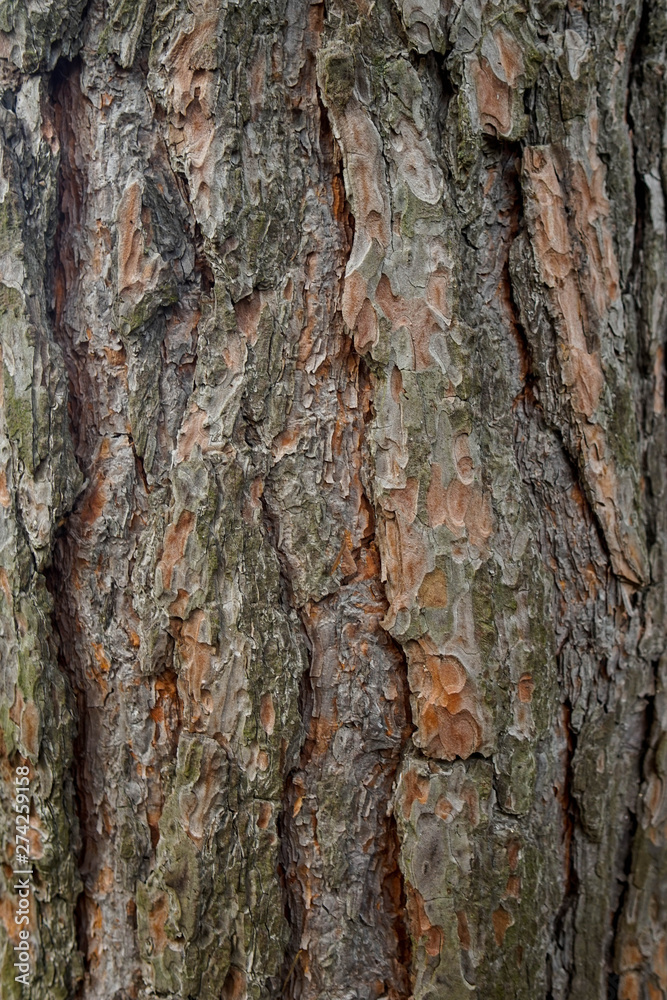 Rinde, Baum, Holz, Textur, Hintergrund Rinde, Baum, Holz, Textur, Hintergrund