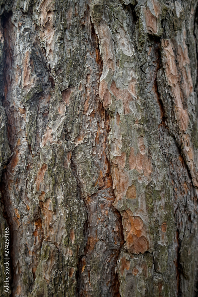 Rinde, Baum, Holz, Textur, Hintergrund Rinde, Baum, Holz, Textur, Hintergrund
