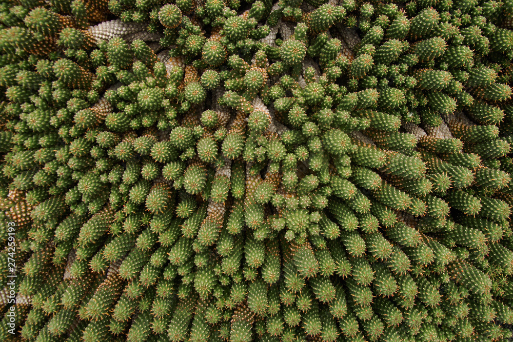 Fototapeta premium closeup of cactus