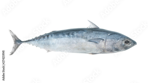 Bullet tuna fish isolated on white background, Auxis rochei photo