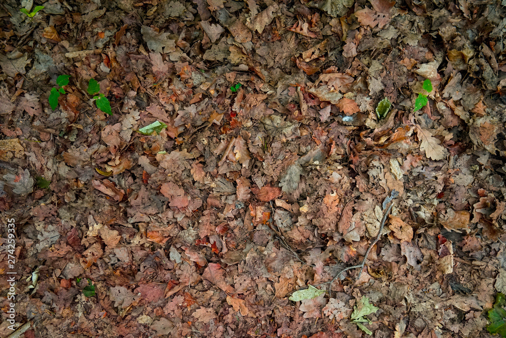 Blätter Textur, Hintergrund, Grün, Leben, Braun, Laub Blätter Textur, Hintergrund, Grün, Leben, Braun, Laub