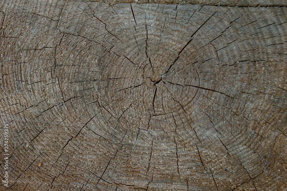 Fototapeta premium Holz, Hintergrund, Textur, Rinde, Ringe, Alter