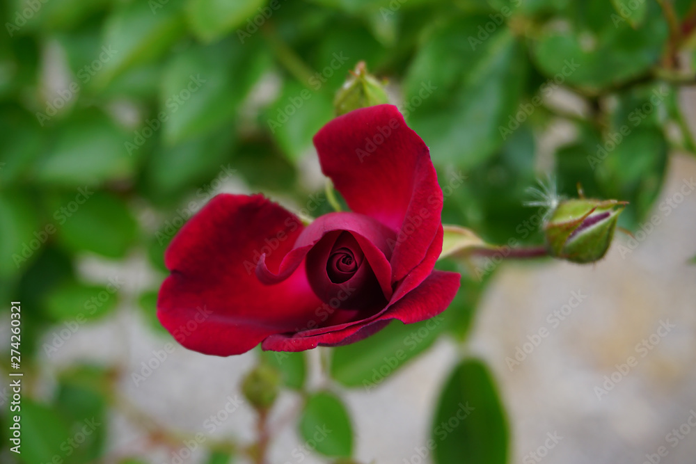 Fototapeta premium Rose