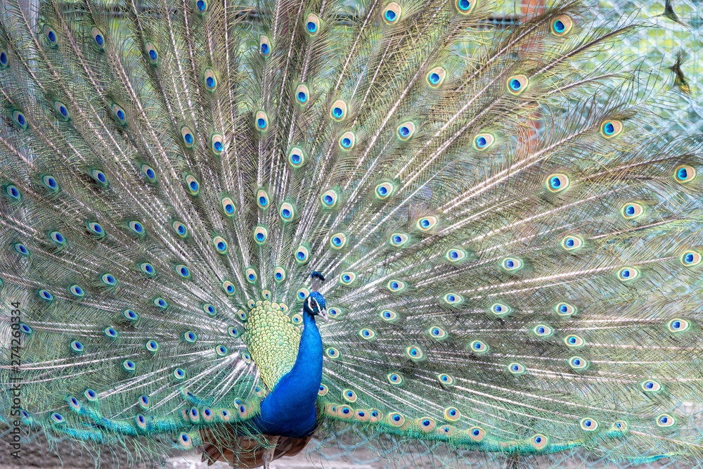 Obraz premium インドクジャク