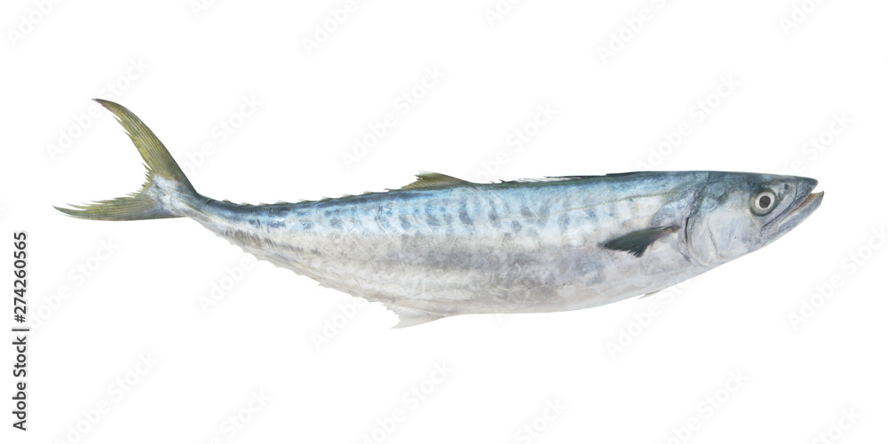 Fresh king mackerel fish isolated on white background Fresh king mackerel fish isolated on white background