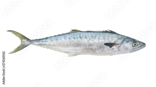 Fresh king mackerel fish isolated on white 