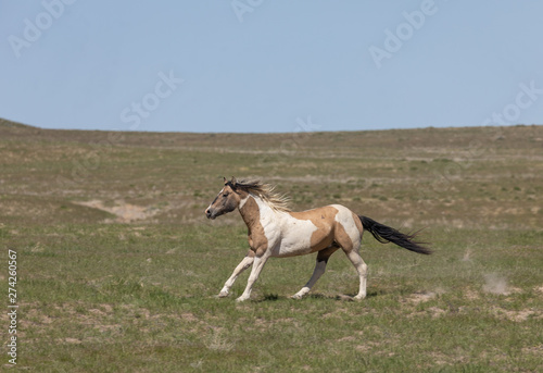 Beautiful Wild Horse in Spring in Utah © natureguy