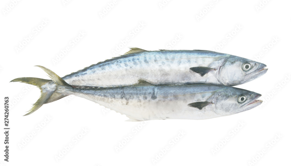 Two king mackerel fishes isolated on white background Two king mackerel fishes isolated on white background