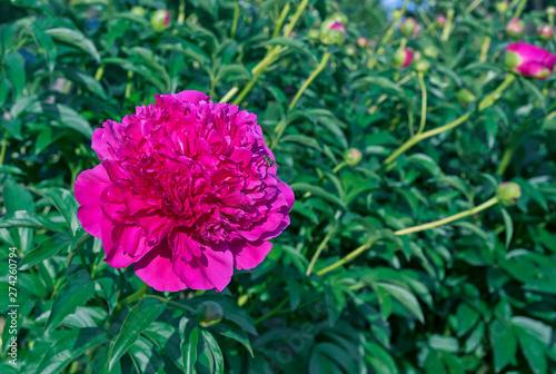 Blooming purple peony. Violet peony in the city garden.