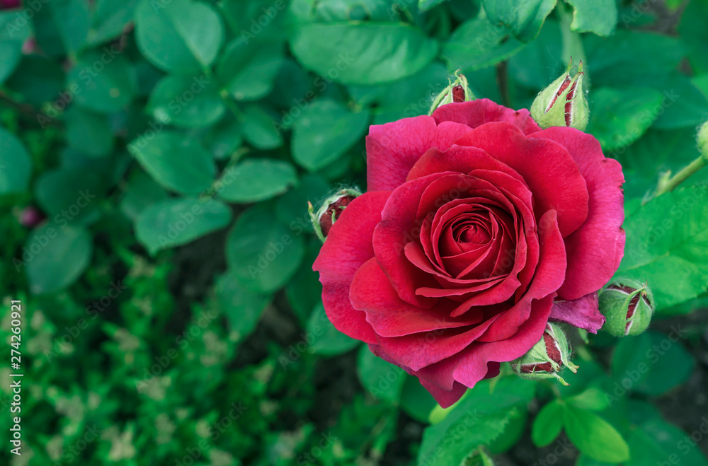 Red Rose. Blooming red rose in the city garden. Red rose on a background of green leaves.