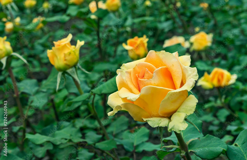 Yellow Rose. Blooming yellow rose in the city garden. Yellow rose on a background of green leaves. Yellow Rose. Blooming yellow rose in the city garden. Yellow rose on a background of green leaves.