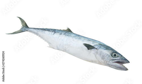 Photography King mackerel fish isolated on white