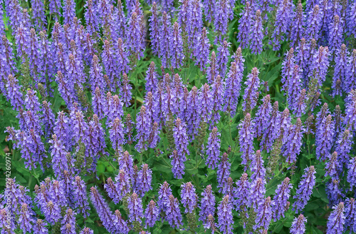 Blue Salvia  salvia farinacea  flowers blooming in the garden. Violet sage flowers. Background of lilac wildflowers.