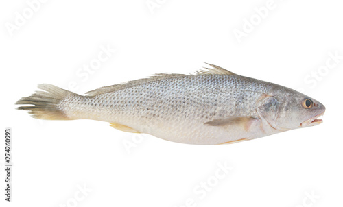 Fresh croaker fish isolated on white background photo