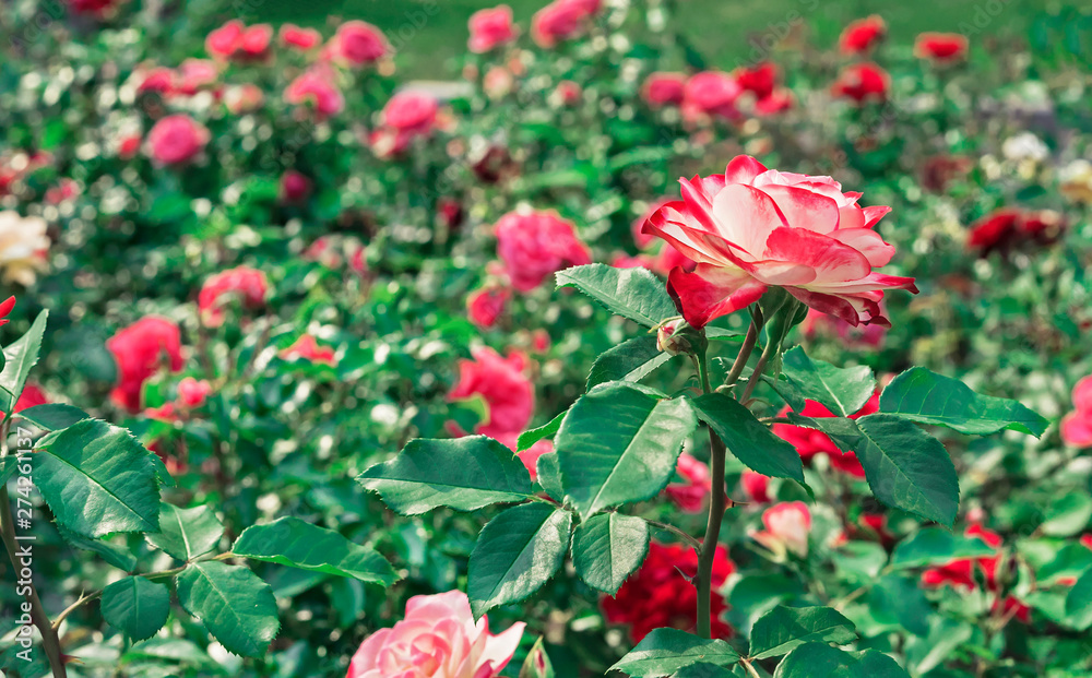 White rose with red border. Blooming white rose with a red border in the city garden. White rose with red border. Blooming white rose with a red border in the city garden.