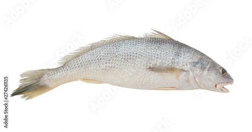 Croaker fish isolated on white background