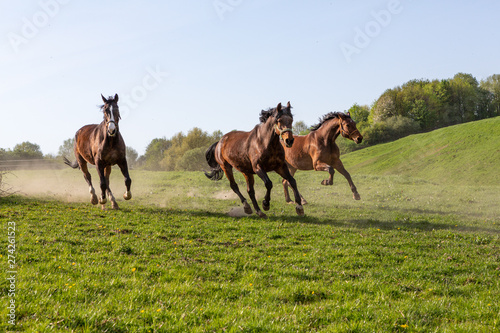 drei Pferde im vollen Galopp © mavcon
