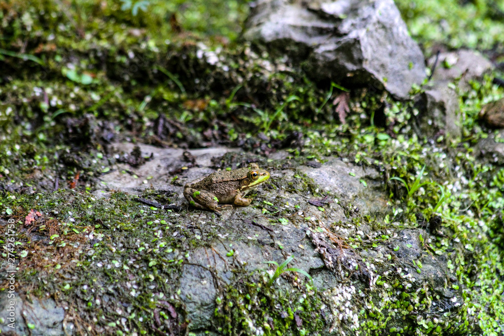 American Bullfrog American Bullfrog