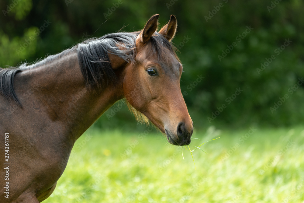 Fototapeta premium Portrait eines Jährlingshengstes
