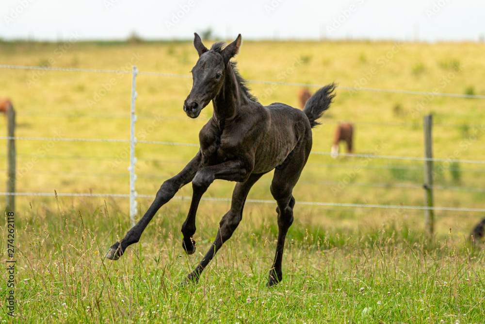 Bewegungsstudie: junges Fohlen übt Galopp auf der Wiese Bewegungsstudie: junges Fohlen übt Galopp auf der Wiese