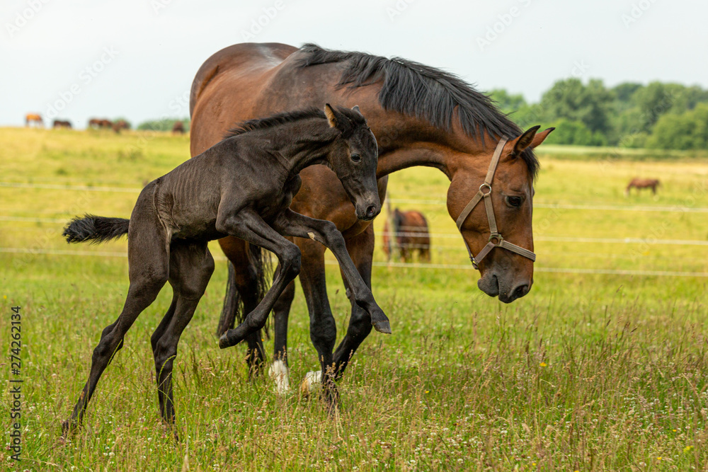 Bocksprung eines sehr jungen Fohlens vor der Mutter Bocksprung eines sehr jungen Fohlens vor der Mutter