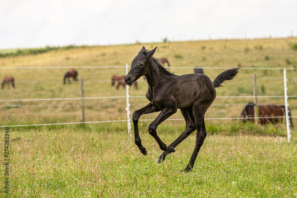 Bewegungsstudie: junges Fohlen übt Galopp auf der Wiese Bewegungsstudie: junges Fohlen übt Galopp auf der Wiese