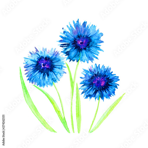 Sprigs of blue centaurea flowers isolated on white background  hand painted watercolor illustration  elemet for design  invitation  pattern