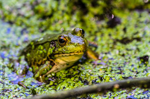 American Bullfrog © Joel