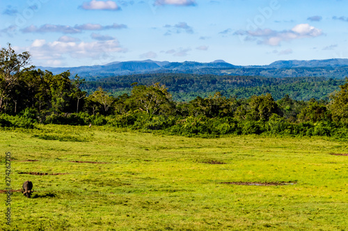 One buffalos grazing in a meadow at Aberdare