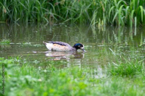 Beautiful wild Chiloe wigeon swimming on small pond in green park, Mareca sibilatrix wild water bird photo