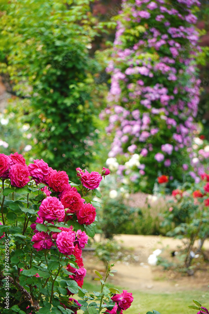 ローズガーデン／ピンクの薔薇をクローズアップしバックは風景をぼかした縦長写真