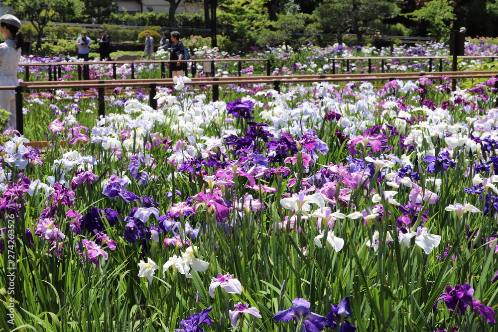 日本の梅雨の季節の花　ショウブの花