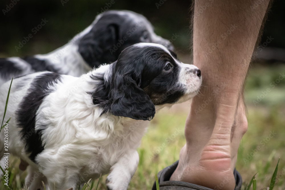 couple of happy baby dogs brittany spaniel playing around and smelling feet