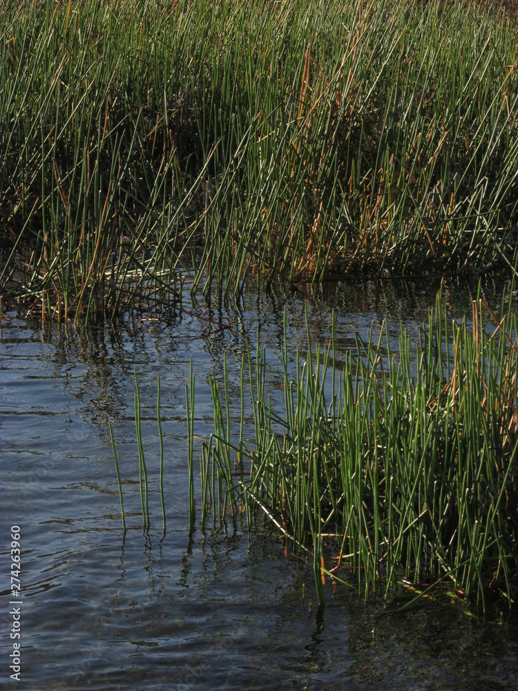 Long green grass growing by the lake water Long green grass growing by the lake water