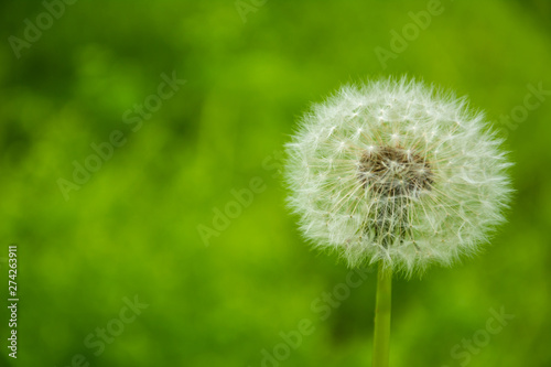 Dandelion blowing seed