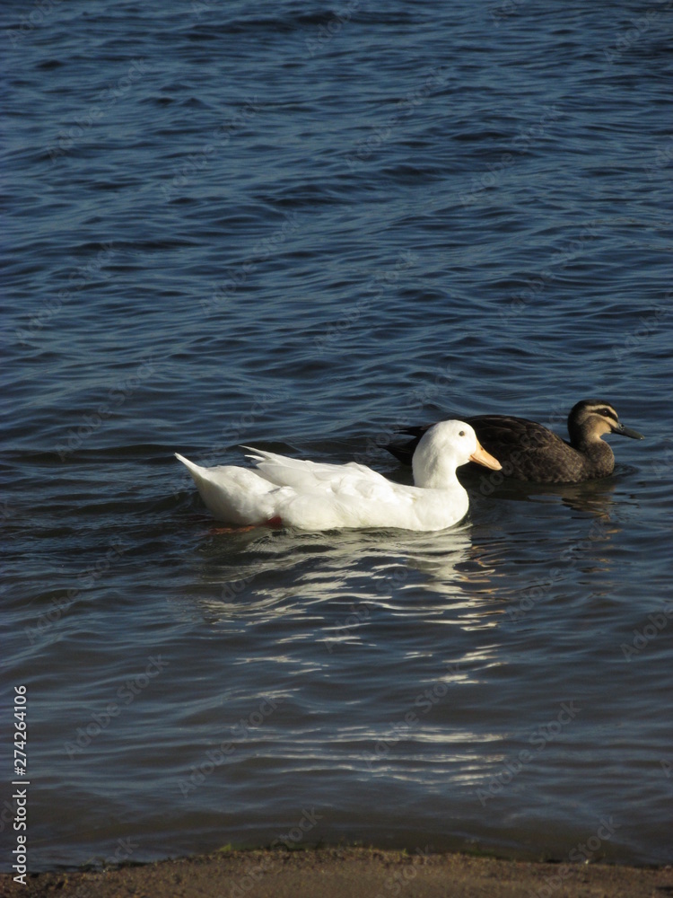 A swan swims together with a duck A swan swims together with a duck
