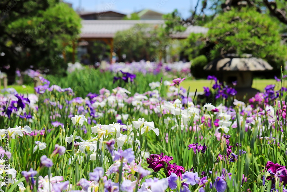 日本の梅雨の季節の花 ショウブの花 日本の梅雨の季節の花 ショウブの花
