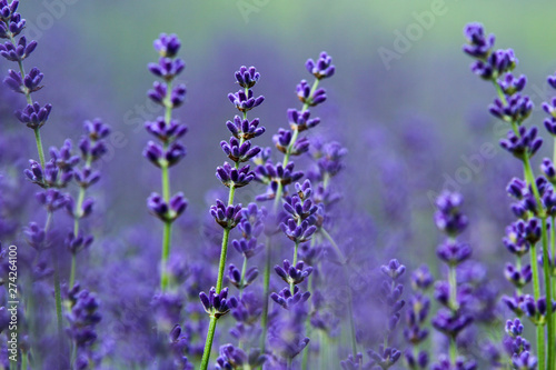 A picture from the beautiful fields of Provance during the summer and full of lavender in bloom. 