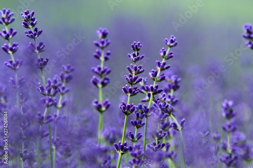 A picture from the beautiful fields of Provance during the summer and full of lavender in bloom. 