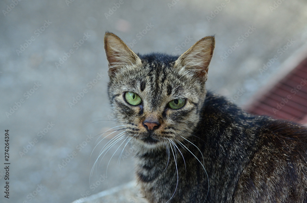 cat with eyes cat with eyes