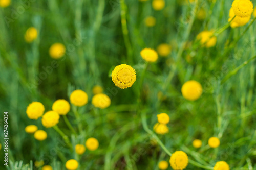 The detail of one beautiful tiny meadow flower. Its yellow bloom is in contrast to the green grass. 