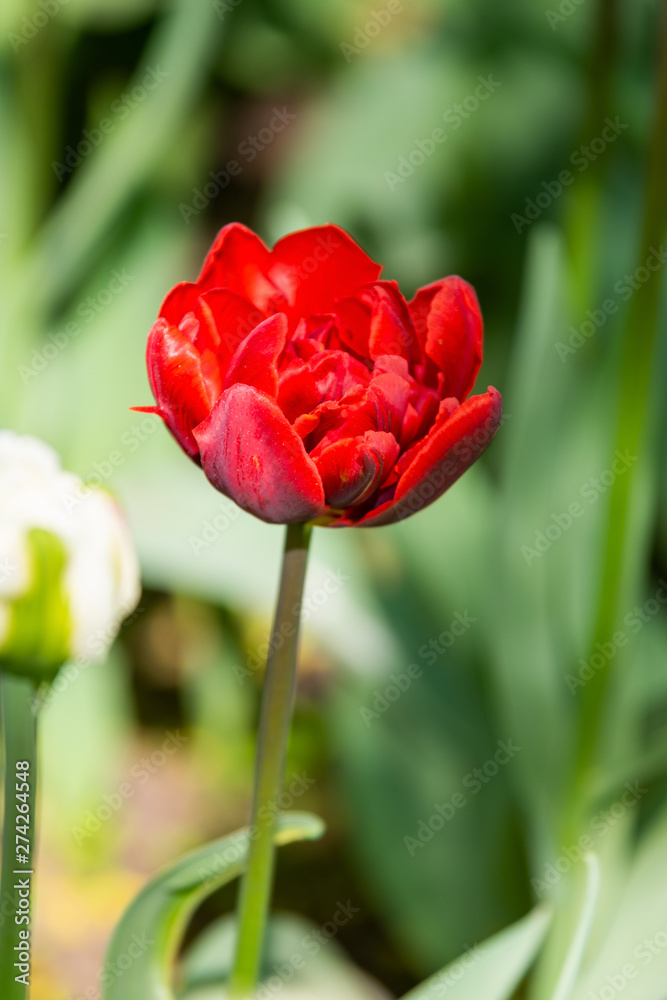 Beautiful and colorful bright red tulips on dark-green background. Large close-up photography from Tulip Festival. Beautiful and colorful bright red tulips on dark-green background. Large close-up photography from Tulip Festival.