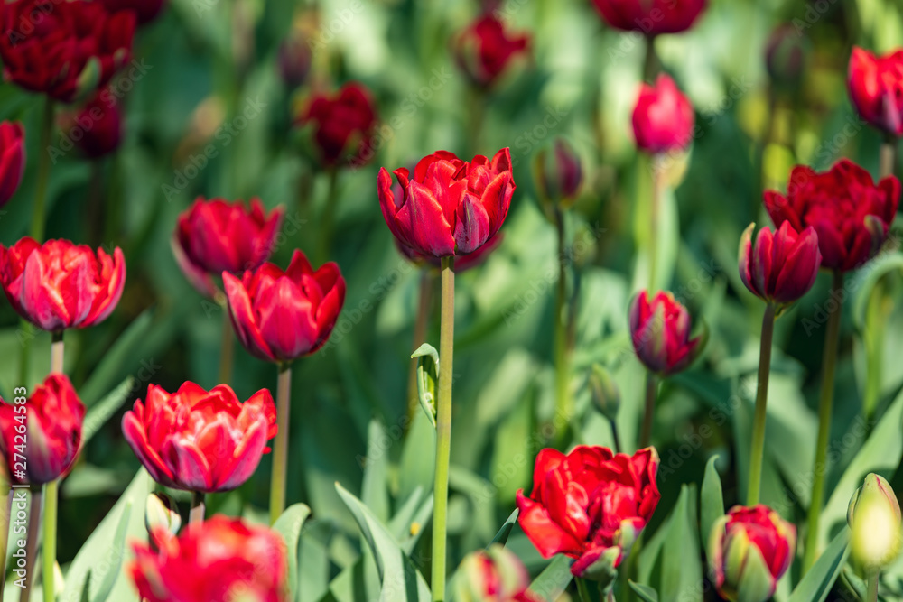 Beautiful and colorful bright red tulips on dark-green background. Large close-up photography from Tulip Festival.
