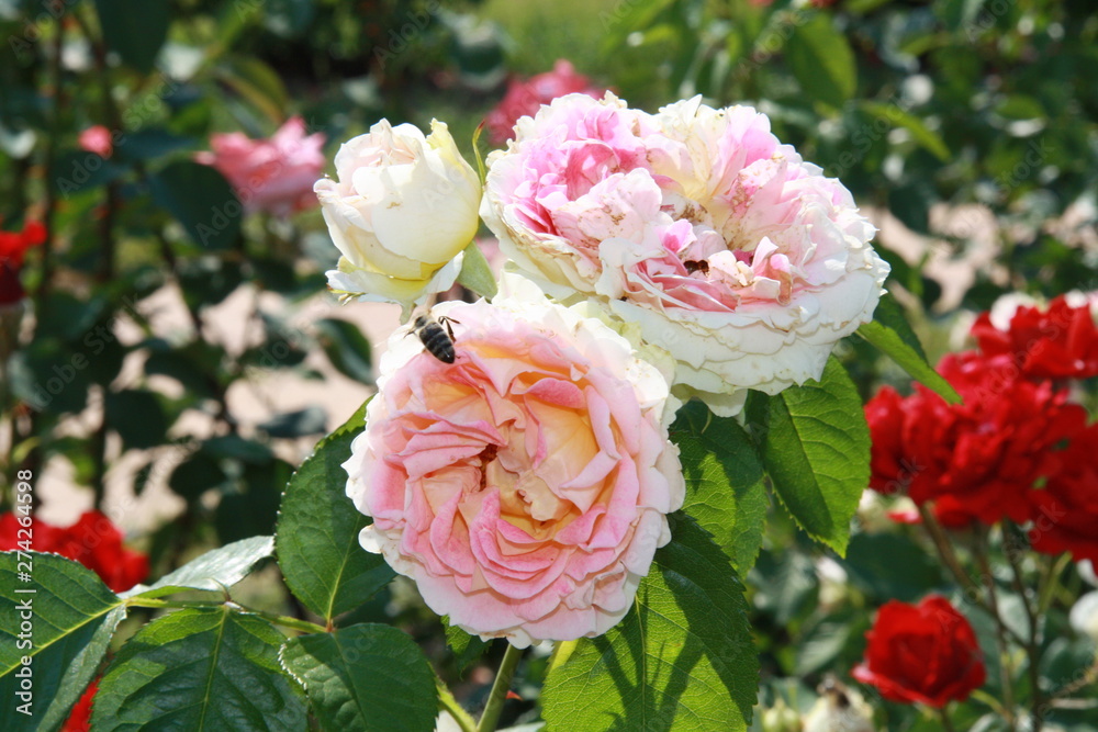 bouquet of pink roses