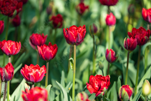 Beautiful and colorful bright red tulips on dark-green background. Large close-up photography from Tulip Festival.