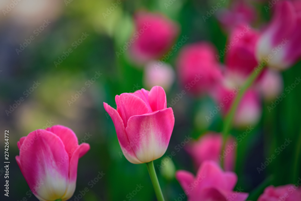 Beautiful and colorful pink-white tulips on dark-green background. Large close-up photography from Tulip Festival. Beautiful and colorful pink-white tulips on dark-green background. Large close-up photography from Tulip Festival.