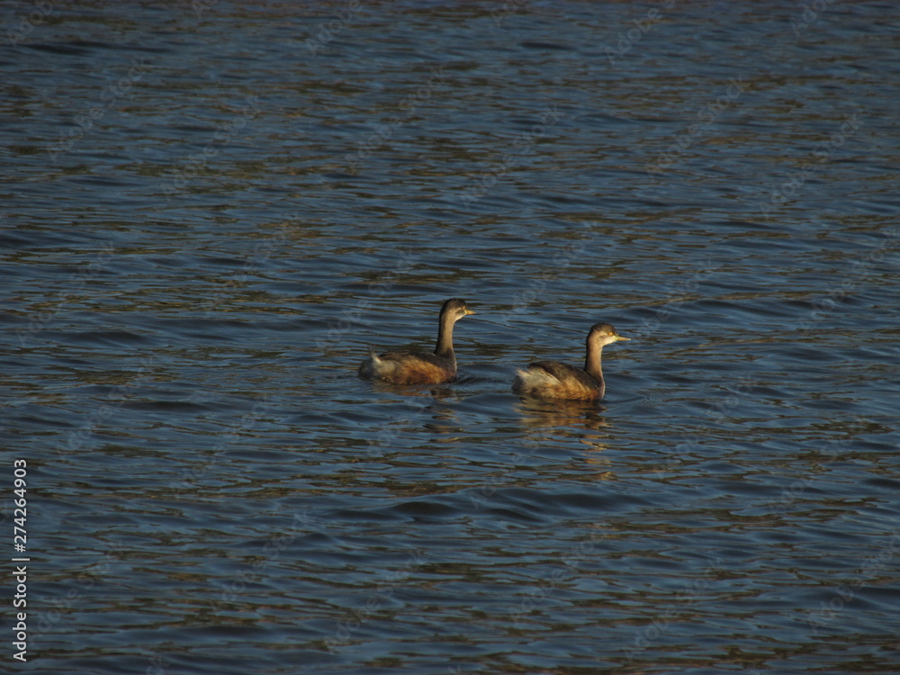 Fototapeta premium Long shot of two water birds swimming in a lake