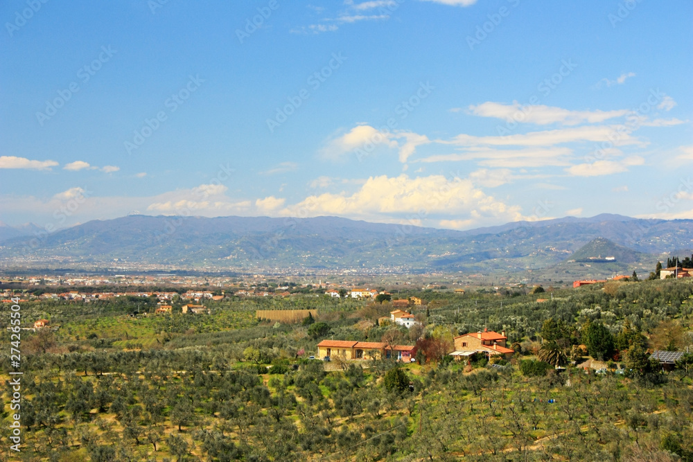 Olive groves in the fields of Tuscany, Italy